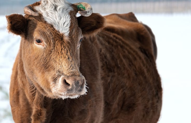 俄罗斯牛品种的遗传史和适应性