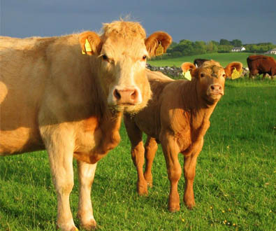爱尔兰牛养殖联邦选择Illumina