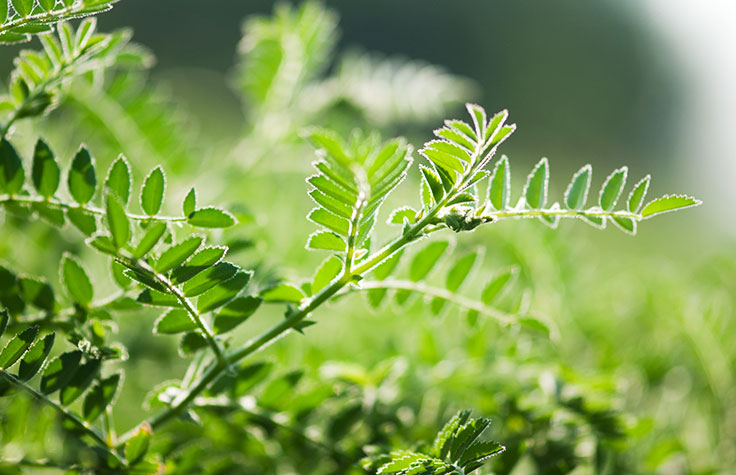 动物组织和植物组织的植物