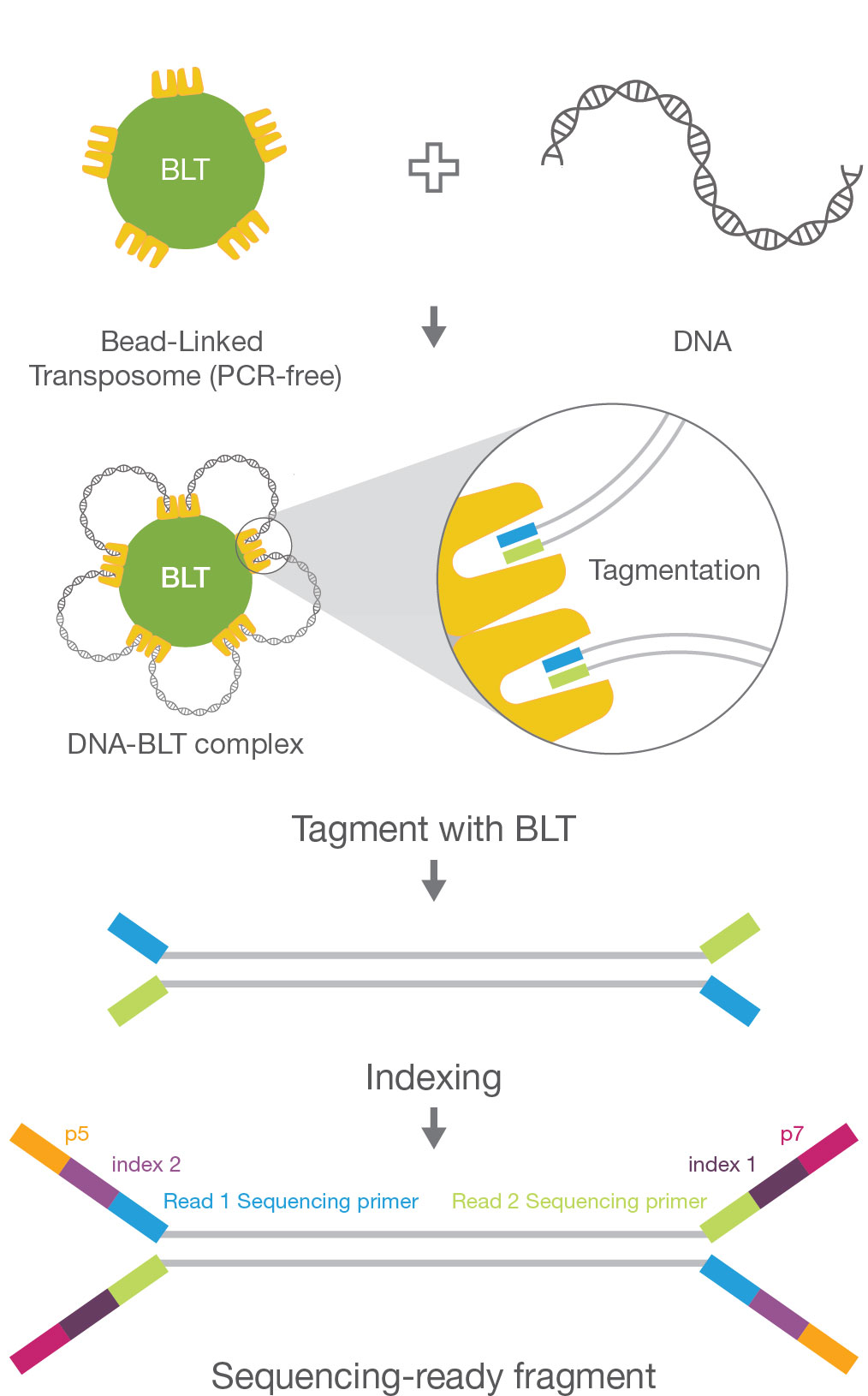 Illumina DNA PCR-Free化学