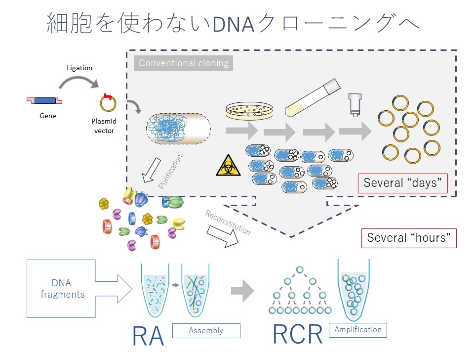 細胞を使わない脱氧核糖核酸クローニング
