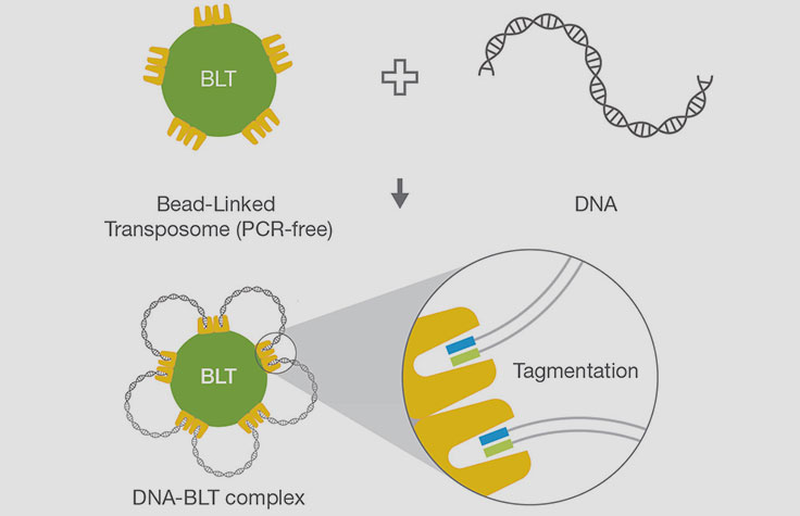 Illumina公司DNA PCR-Freeのケミストリー