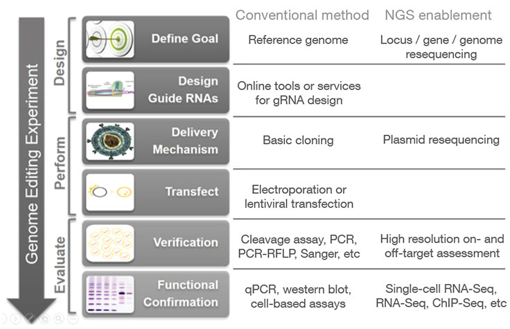 NGSは克里斯普ゲノム編集ワークフローにこのように取り入れられます