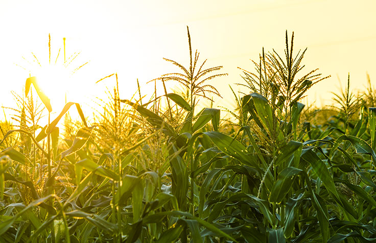 与Agrigenomics减少全球饥饿