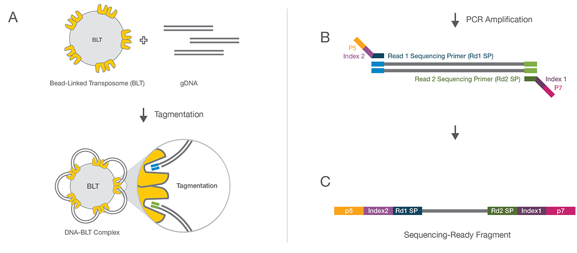 Nextera Bead-Linked Transposome化学